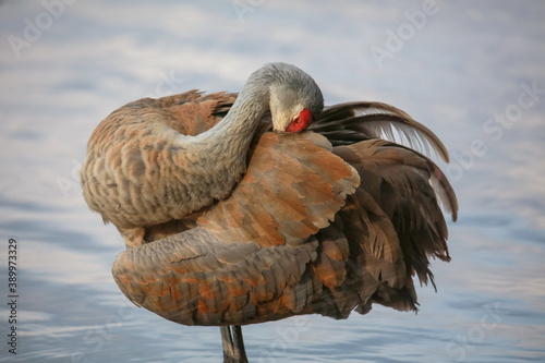 Photos Close up shot of Sandhill crane bird