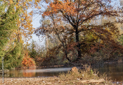Wallpaper Mural forest pond water landscape,autumn forest pond view. calm water and colorful leaves in the wood. Torontodigital.ca