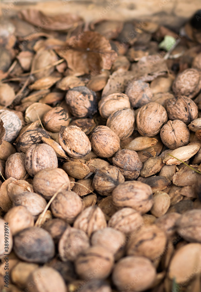 Walnuts and apricot kernels close up shallow DOF Walnuts and apricot kernels close up shallow DOF