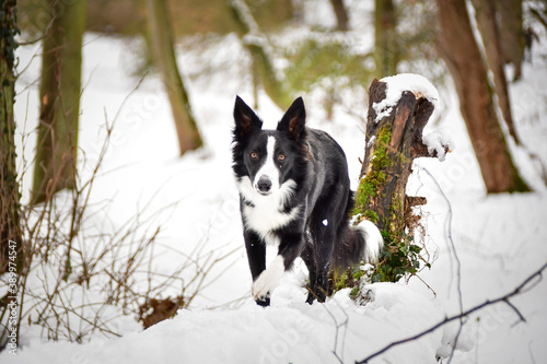 Border collie is going on trunk in snow. She look like fox on hunt.