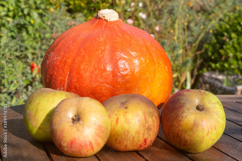 Pumpkin and apples on a table after harvesting during autumn