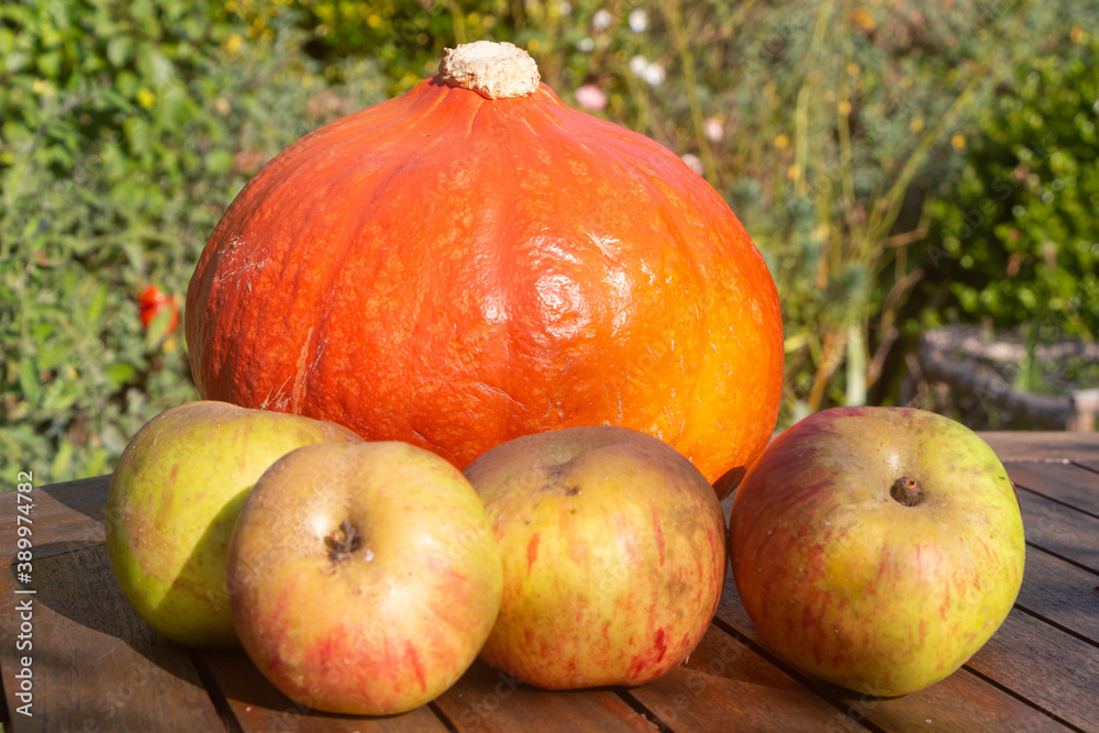Pumpkin and apples on a table after harvesting during autumn Pumpkin and apples on a table after harvesting during autumn