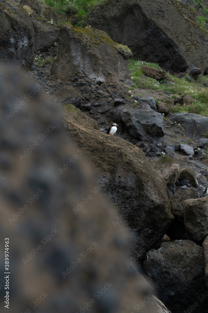 Icelandic nature, Landscape in Summer Icelandic nature, Landscape in Summer