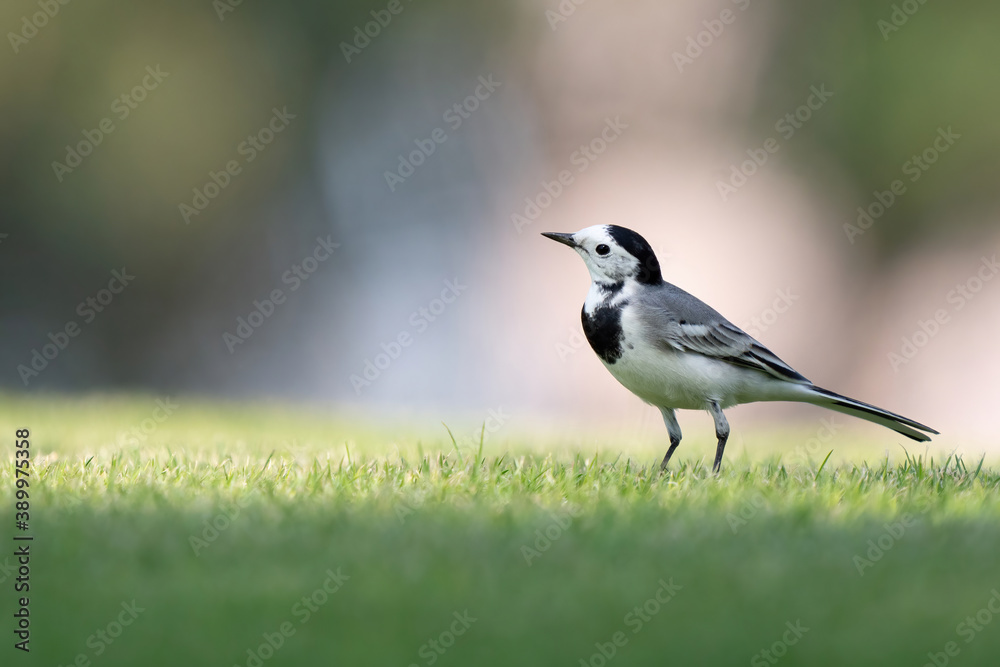 White Wagtail in a park in Doha, Qatar White Wagtail in a park in Doha, Qatar