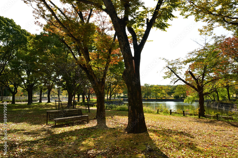 万博記念公園　木とベンチ