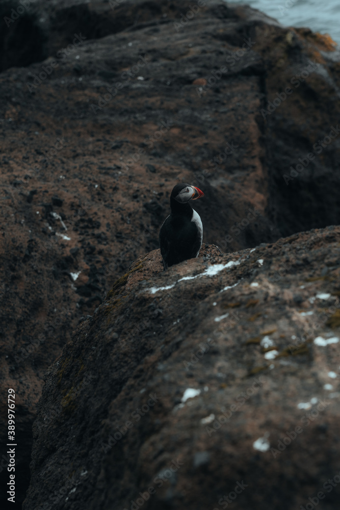 Fototapeta premium Icelandic nature, Landscape in Summer