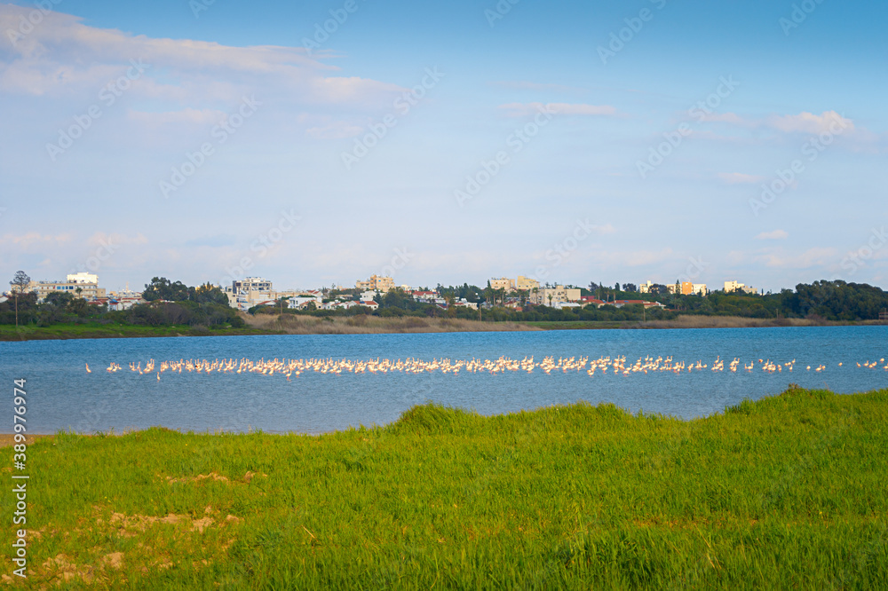 Flamingo lake Larnaca Cyprus flock