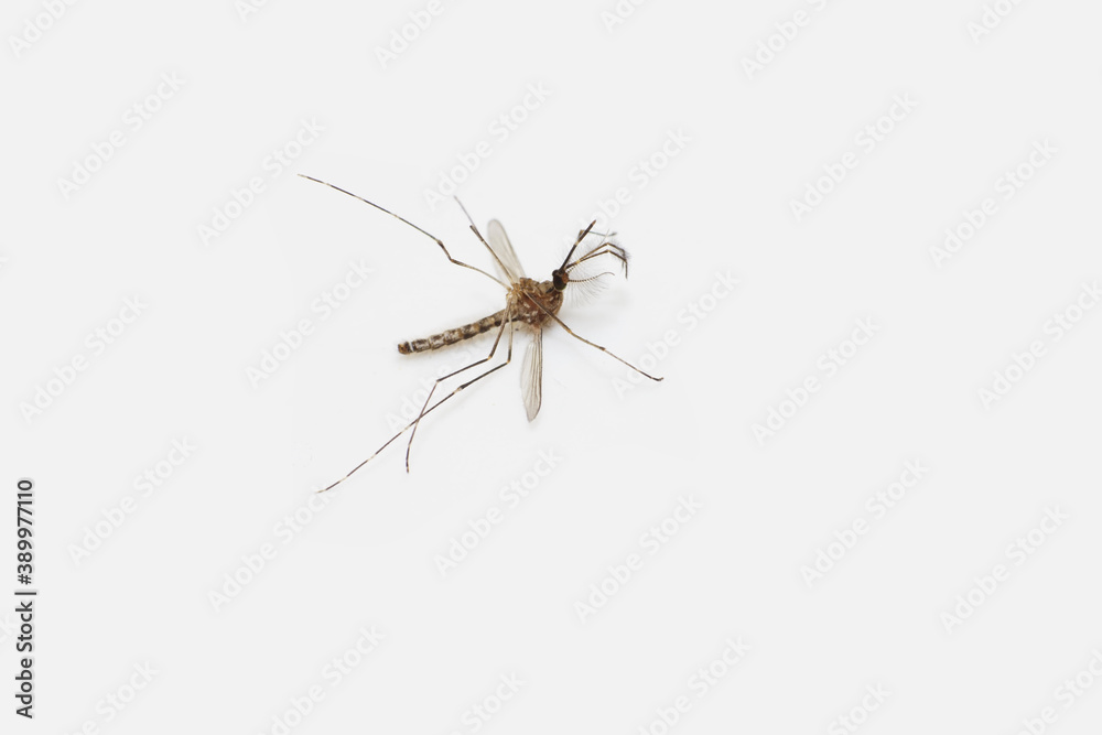Macro photo of dead mosquito on white background Macro photo of dead mosquito on white background