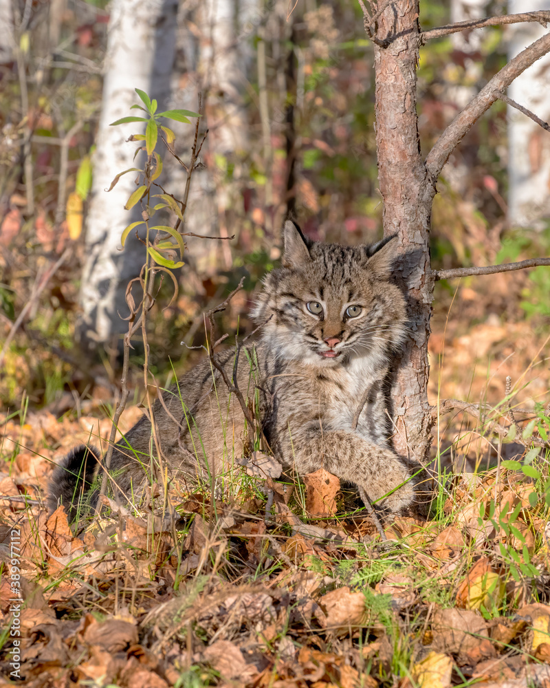 Playful Bobcat Kitten in the Forest Playful Bobcat Kitten in the Forest