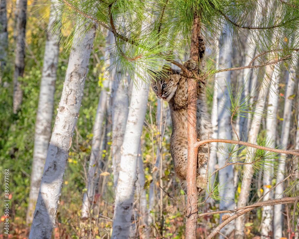 Fototapeta premium Bobcat Kitten climbing a Pine Tree in a Birch Forest