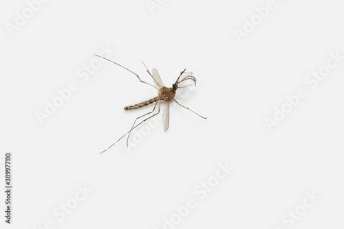 Macro photo of dead mosquito on white background