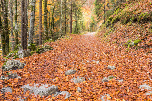 Autumn leaves in Haute Savoie in the French Alps