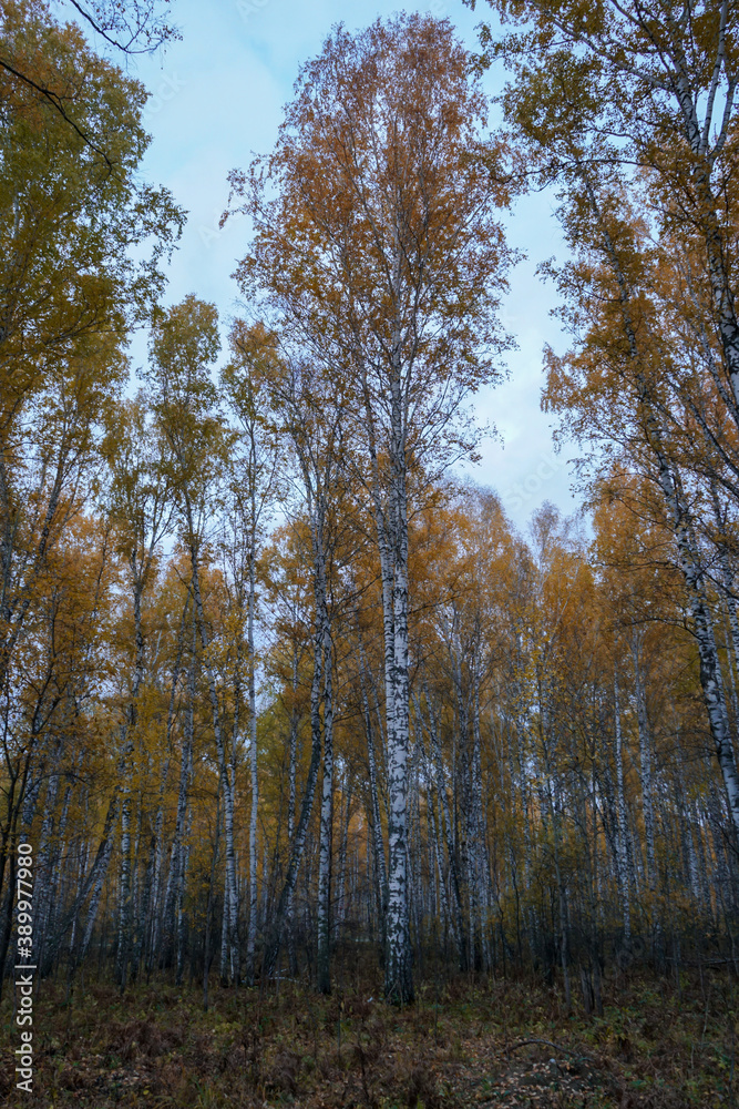 Autumn birch forest and blue sky