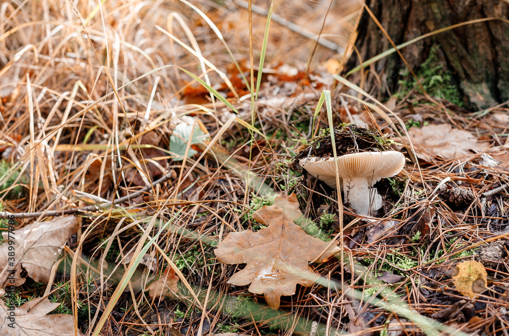 Mushrooms grow in the forest. Mushroom time. Moss and yellow leaves on a mushroom. Horizontal shot. Mushrooms grow in the forest. Mushroom time. Moss and yellow leaves on a mushroom. Horizontal shot.