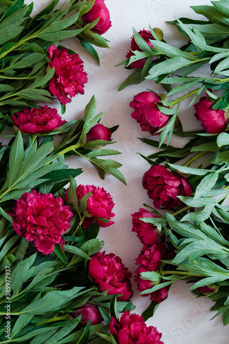 Beautiful burgundy peonies on a light background