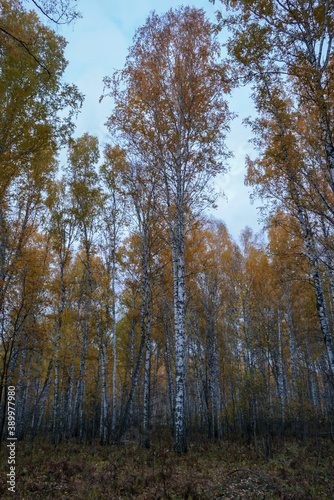 Autumn birch forest and blue sky