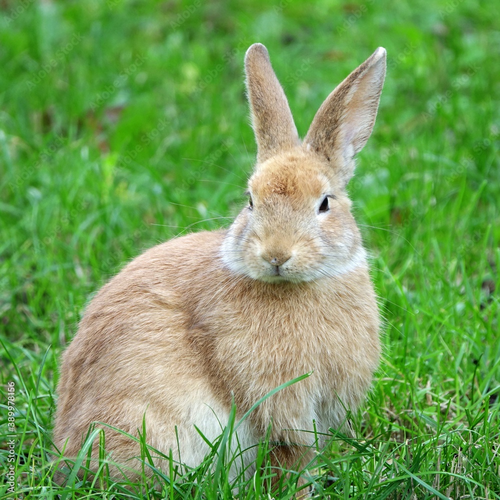 close-up portrait of small beige easter bunny surrounded by greenery on a farm close-up portrait of small beige easter bunny surrounded by greenery on a farm