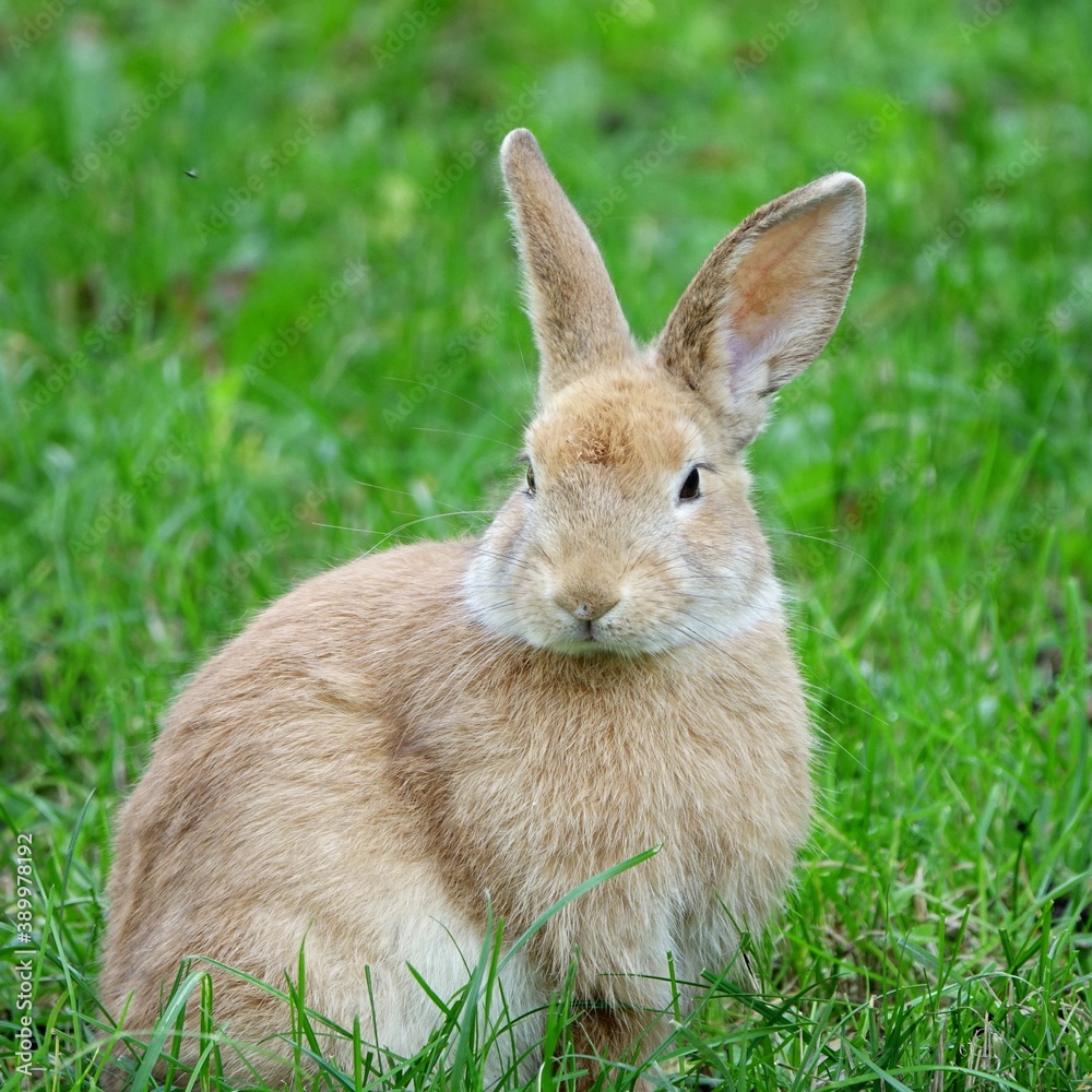 close-up portrait of small beige easter bunny surrounded by greenery on a farm close-up portrait of small beige easter bunny surrounded by greenery on a farm