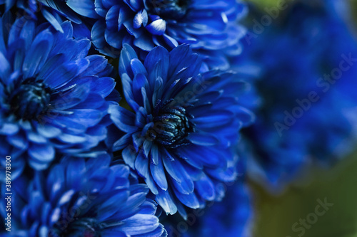 Blue dahlia petals macro, floral abstract background. Close up of flowes dahlia, chrysanthemum for background, Soft focus