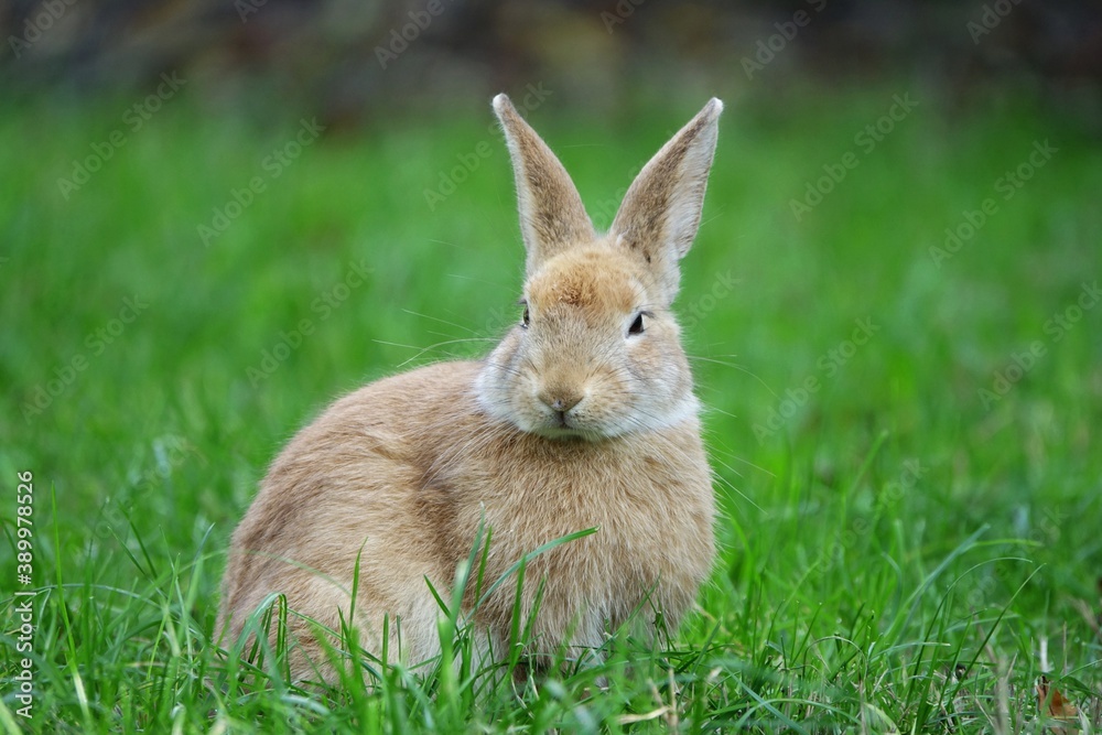 close-up portrait of small beige easter bunny surrounded by greenery on a farm close-up portrait of small beige easter bunny surrounded by greenery on a farm