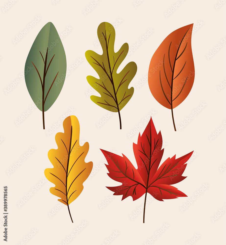 autumn leaves set icons vector design