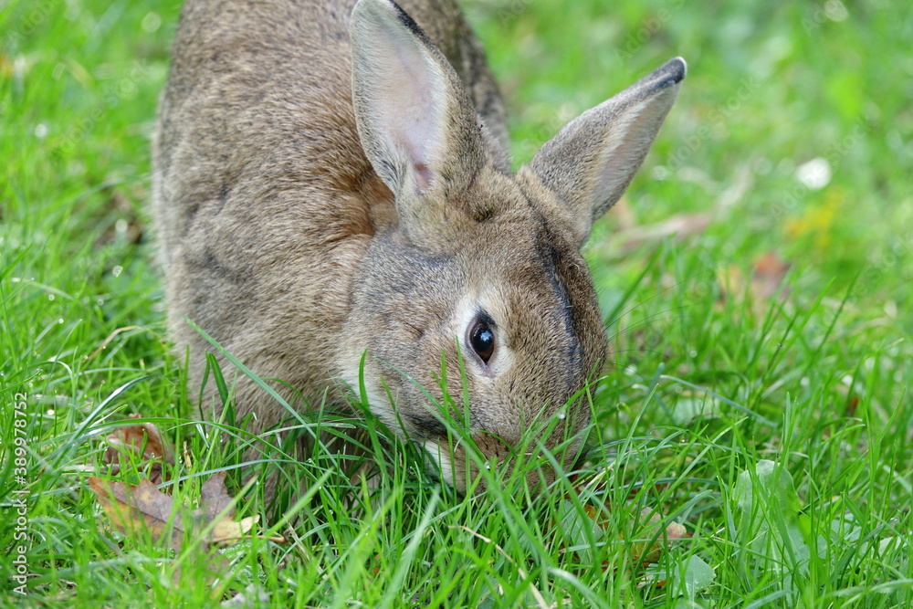 close-up portrait of small beige easter bunny surrounded by greenery on a farm close-up portrait of small beige easter bunny surrounded by greenery on a farm