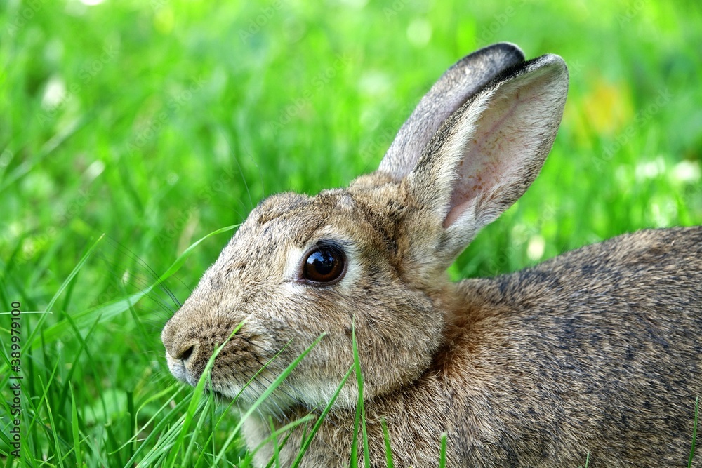 Fototapeta premium close-up portrait of small beige easter bunny surrounded by greenery on a farm