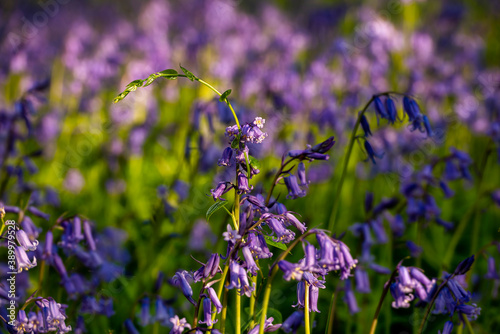 Sea of Bluebells carpeting woodlands photo