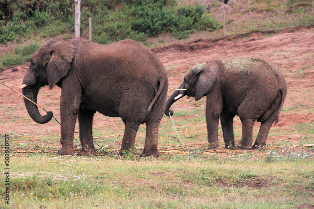 Fototapeta premium elephants in the wild
