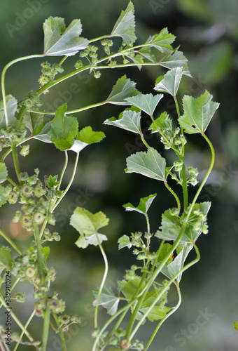 Mallow (Malva pusilla, Malva rotundifolia) grows in nature in summer photo