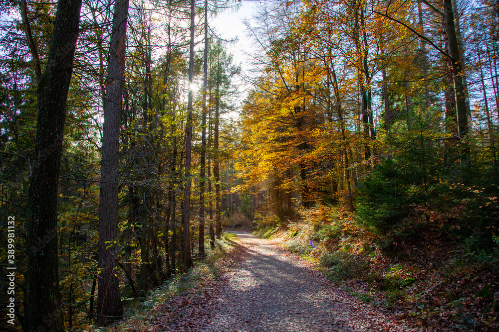 Fototapeta premium walkway in a forest, green leafes, sunlight, autumn colors