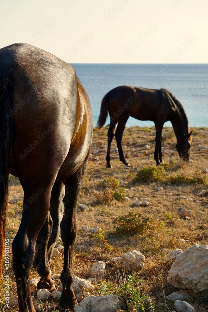 Fototapeta premium Pferde am Grasen auf Menorca