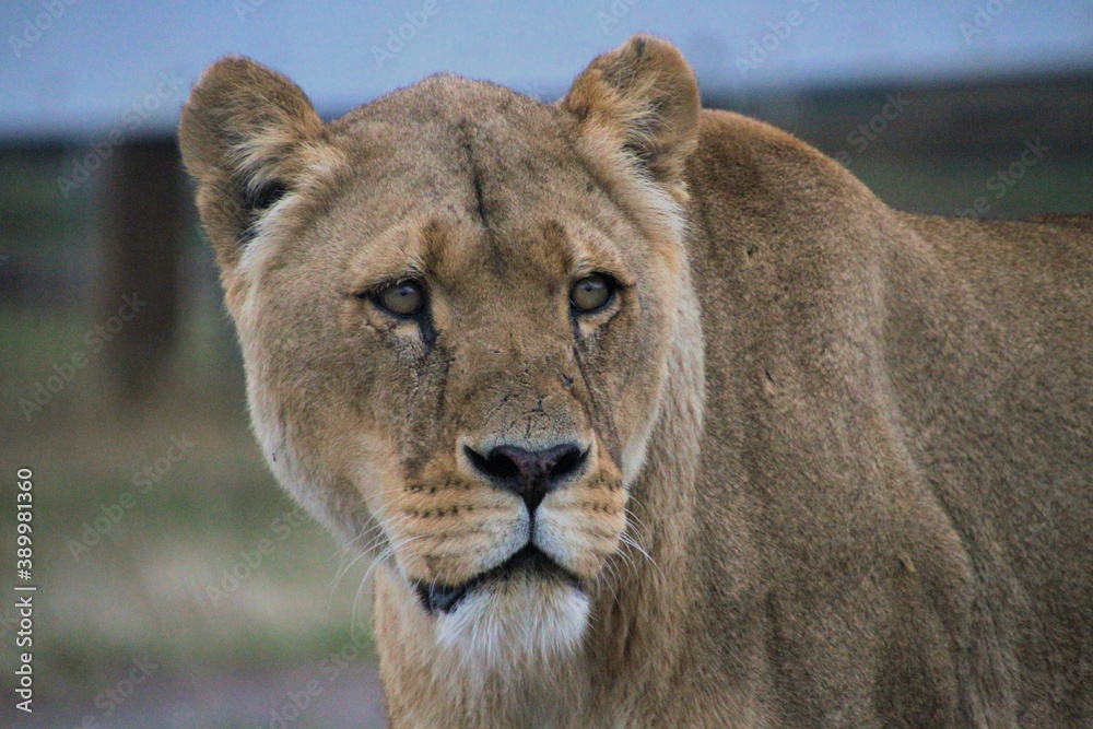 Naklejka premium A close up of a Lion