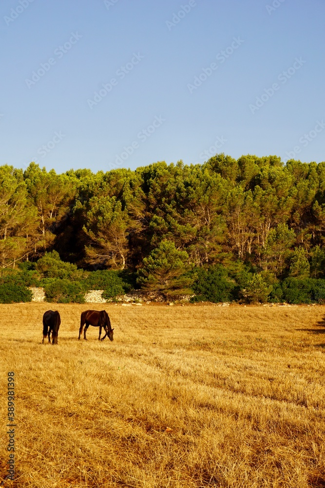 Fototapeta premium Morgenlicht auf einem Feld auf Menorca