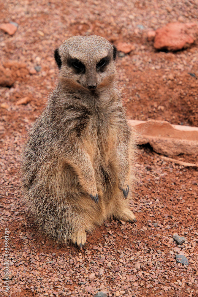 Fototapeta premium meerkat on the lookout