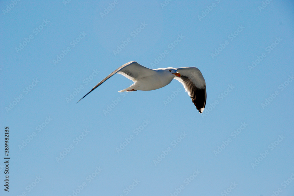 Seagull in flight against a plain background. No people. Copy space. Seagull in flight against a plain background. No people. Copy space.