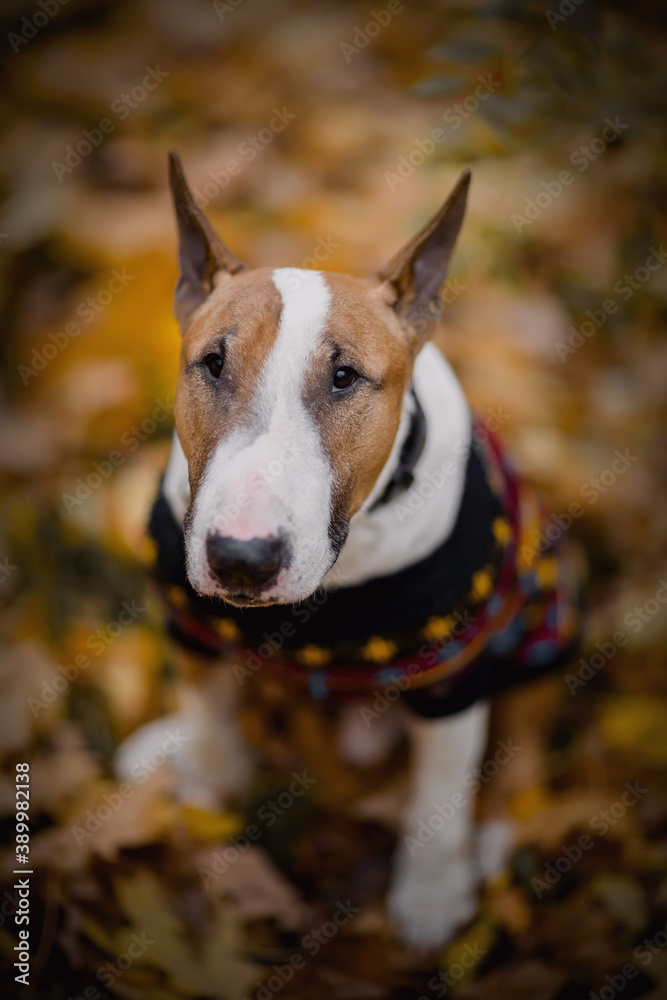 English bullterrier in a sweater sitting on fallen leaves