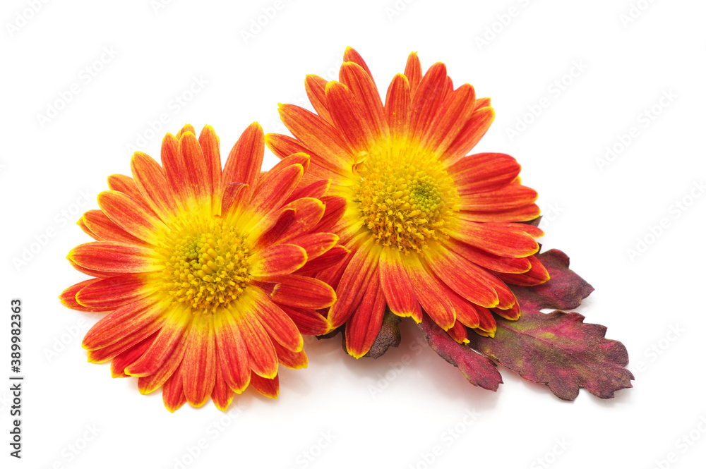Two red chamomile. Two red chamomile.
