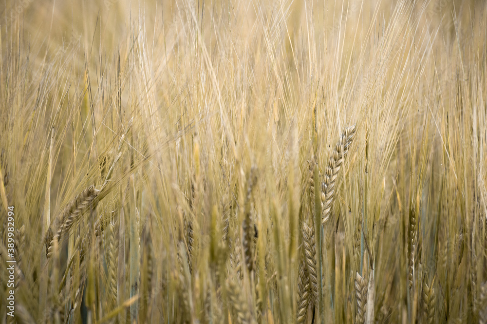 Fototapeta premium Trigo amarillo