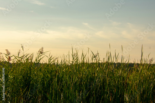 grass landscape sunset camping in Klobichsee Brandenburg Germany