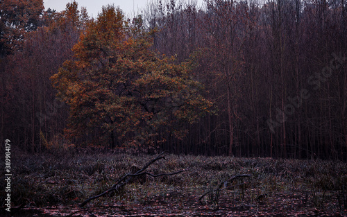 krajobraz nad zatoką bobrów photo