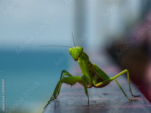 Mantis religiosa standing at parapet at sunny day front view 