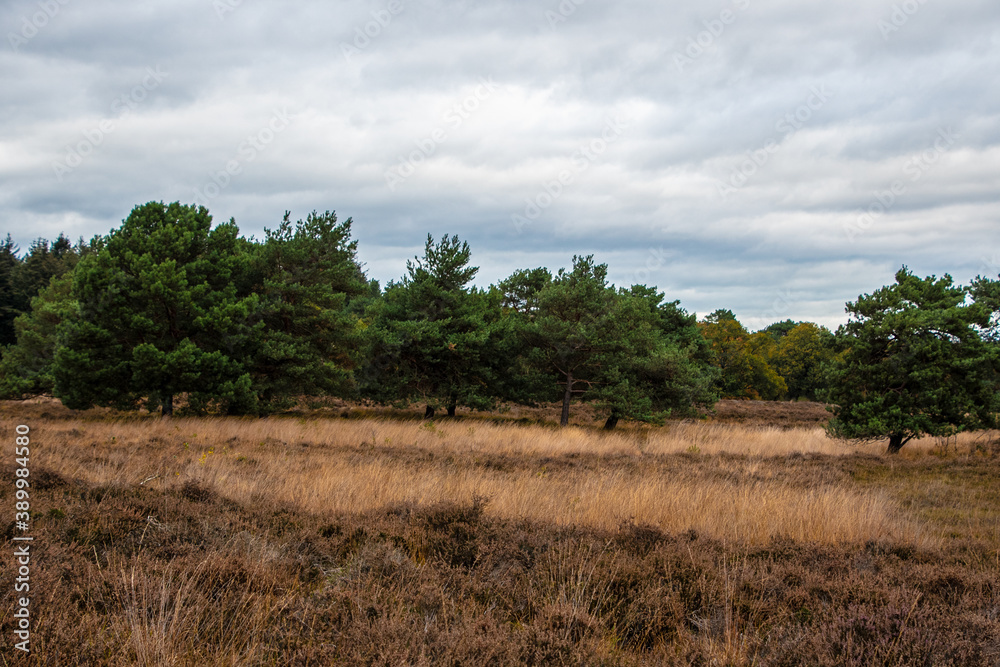 Swampland in the autumn under a cloudy sky. Fall landscape.