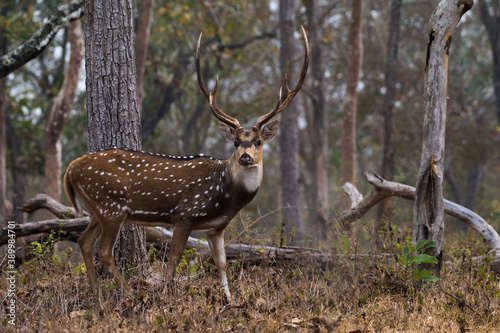 Closeup of Chital in Mudumalai National Park in India