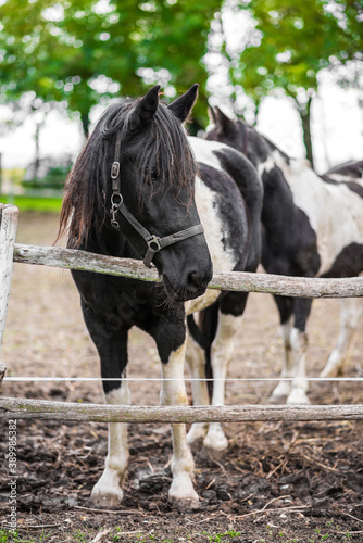 Beautiful black and white pinto horse with long bangs standing in outdoor arena