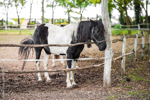 Beautiful black and white pinto horse with long bangs standing in outdoor arena