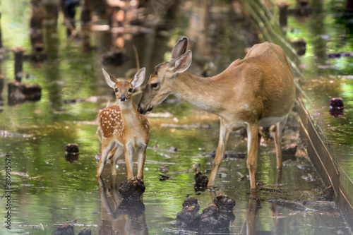 Mom and Baby Deer in the swamp