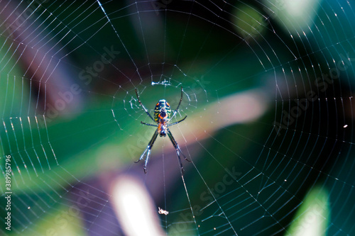 Spider on web, Rio de Janeiro, Brazil