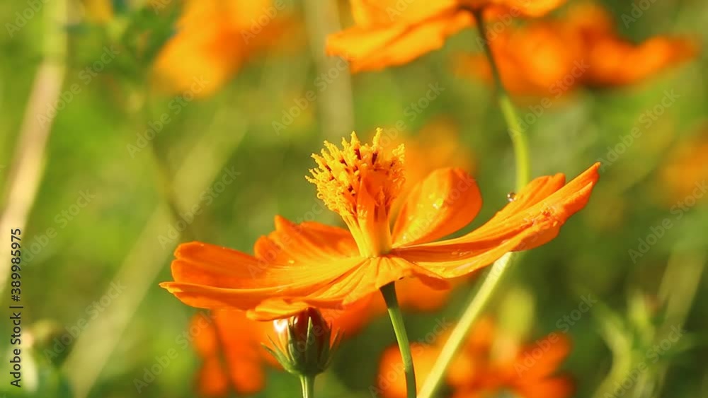 Cosmos flowers with sunlight in the field , Chiangmai province countryside Thailand. Cosmos flowers with sunlight in the field , Chiangmai province countryside Thailand.