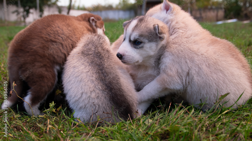 Little husky puppies are resting on the lawn for a walk. Little husky puppies are resting on the lawn for a walk.